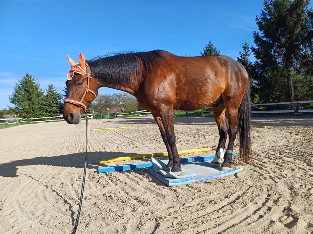 Pferdetraining – Bernadette Fischl