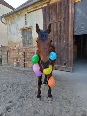 Kindergeburtstag am Pferdehof 1
