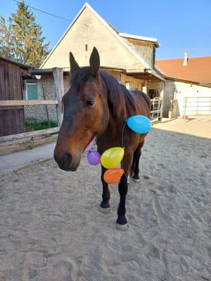 Kindergeburtstag am Pferdehof 17