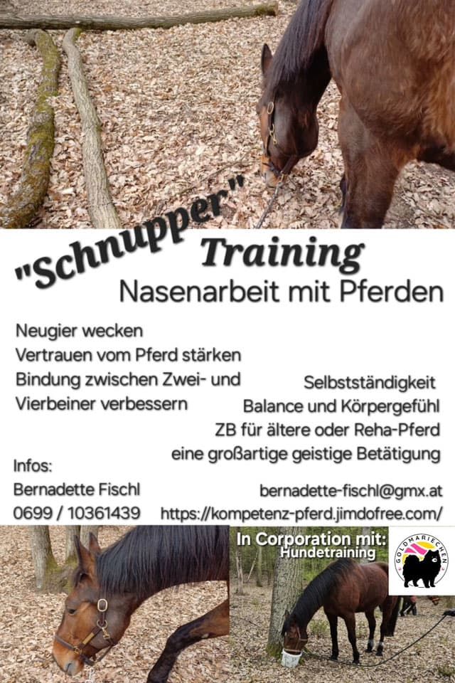 Schnüffeltraining Flyer – Duftnasenarbeit mit Pferden